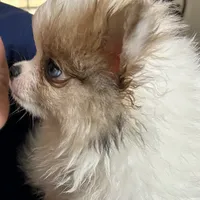 Merle Lex, a male Pomeranian for sale in Florida, FL – Photo 3 of 6