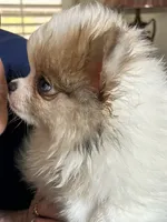 Merle Lex, a male Pomeranian for sale in Florida, FL – Photo 3 of 6