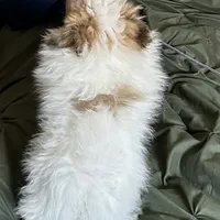 Merle Lex, a male Pomeranian for sale in Florida, FL – Photo 5 of 6