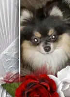 Paris, a female Pomeranian for sale in Cross City, FL – 4 of 5