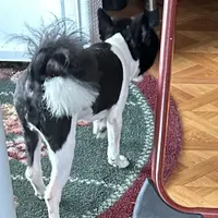 Ms Lexi, a female Pomeranian for sale in Florida, FL – Photo 2 of 10