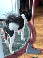 Ms Lexi, a female Pomeranian for sale in Florida, FL – Photo 2 of 10