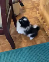 Ms Lexi, a female Pomeranian for sale in Florida, FL – Photo 9 of 10