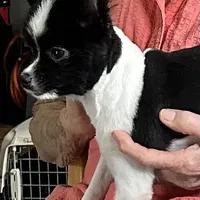 Ms Lexi, a female Pomeranian for sale in Florida, FL – Photo 4 of 10