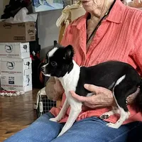 Ms Lexi, a female Pomeranian for sale in Florida, FL – Photo 5 of 10