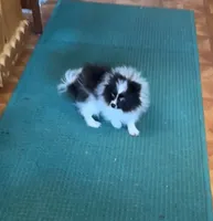 Ms Lexi, a female Pomeranian for sale in Florida, FL – Photo 8 of 10