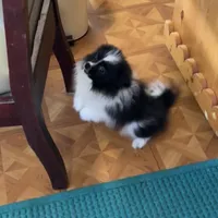 Ms Lexi, a female Pomeranian for sale in Florida, FL – Photo 6 of 10