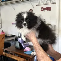 Ms Lexi, a female Pomeranian for sale in Florida, FL – Photo 7 of 10