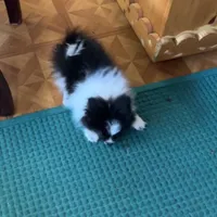 Ms Lexi, a female Pomeranian for sale in Florida, FL – Photo 3 of 10