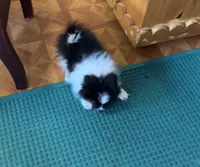 Ms Lexi, a female Pomeranian for sale in Florida, FL – Photo 3 of 10