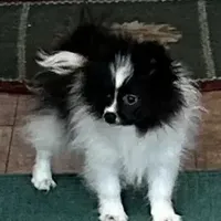 Ms Lexi, a female Pomeranian for sale in Florida, FL – Photo 1 of 10