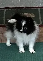 Ms Lexi, a female Pomeranian for sale in Florida, FL – Photo 1 of 10