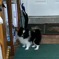 Ms Lexi, a female Pomeranian for sale in Florida, FL – Photo 10 of 10