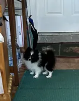 Ms Lexi, a female Pomeranian for sale in Florida, FL – Photo 10 of 10