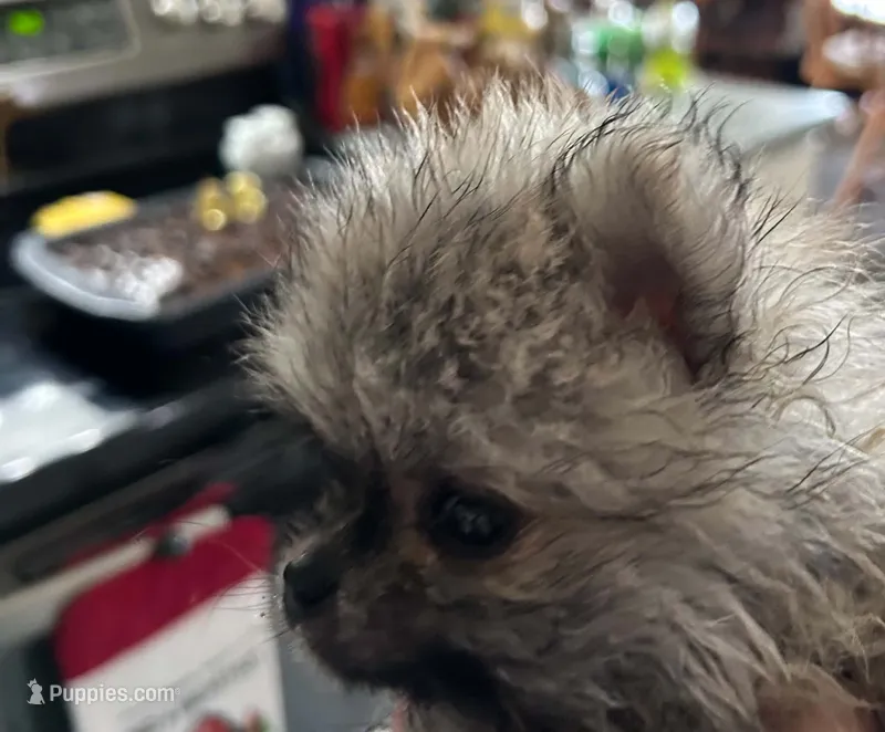 Baby Lee – Pomeranian puppy for sale in Florida, FL