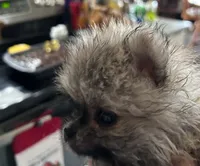 Baby Lee, a male Pomeranian for sale in Florida, FL – 1 of 4