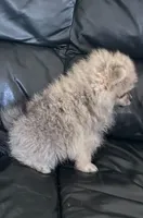 AKC Baby Lee, a male Pomeranian for sale in Florida, FL – 4 of 10