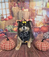 CKC Paris, a female Pomeranian for sale in Cross City, FL – 7 of 8