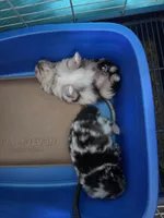 AKC MERLE 2, a male Pomeranian for sale in Cross City, FL – 3 of 4