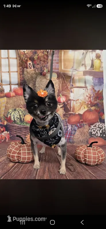 Shay – Pomeranian puppy for sale in Florida, FL