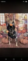 Shay, a female Pomeranian for sale in Florida, FL – 1 of 4