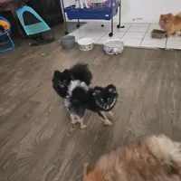 Shelby, a female Pomeranian for sale in Florida, FL – Photo 7 of 8