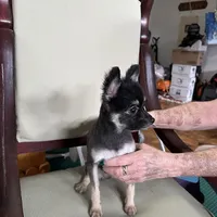 Shelby, a female Pomeranian for sale in Florida, FL – Photo 4 of 8