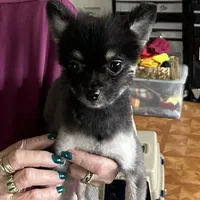 Shelby, a female Pomeranian for sale in Florida, FL – Photo 1 of 8