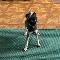 Shelby, a female Pomeranian for sale in Florida, FL – Photo 5 of 8