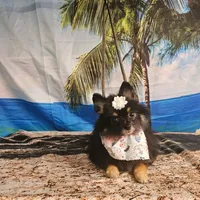 Shelby, a female Pomeranian for sale in Florida, FL – Photo 8 of 8