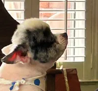 CKC Scooter , a male Pomeranian for sale in Florida, FL – 6 of 10