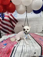 Scooter , a male Pomeranian for sale in Florida, FL – 2 of 8