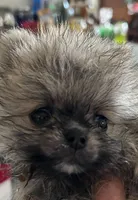 Baby Lee, a male Pomeranian for sale in Florida, FL – 3 of 4