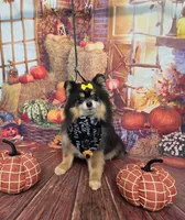 CKC Paris, a female Pomeranian for sale in Cross City, FL – 8 of 8
