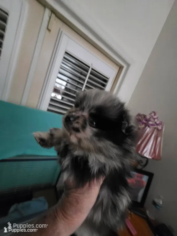 AKC MERLE  – Pomeranian puppy for sale in Cross City, FL