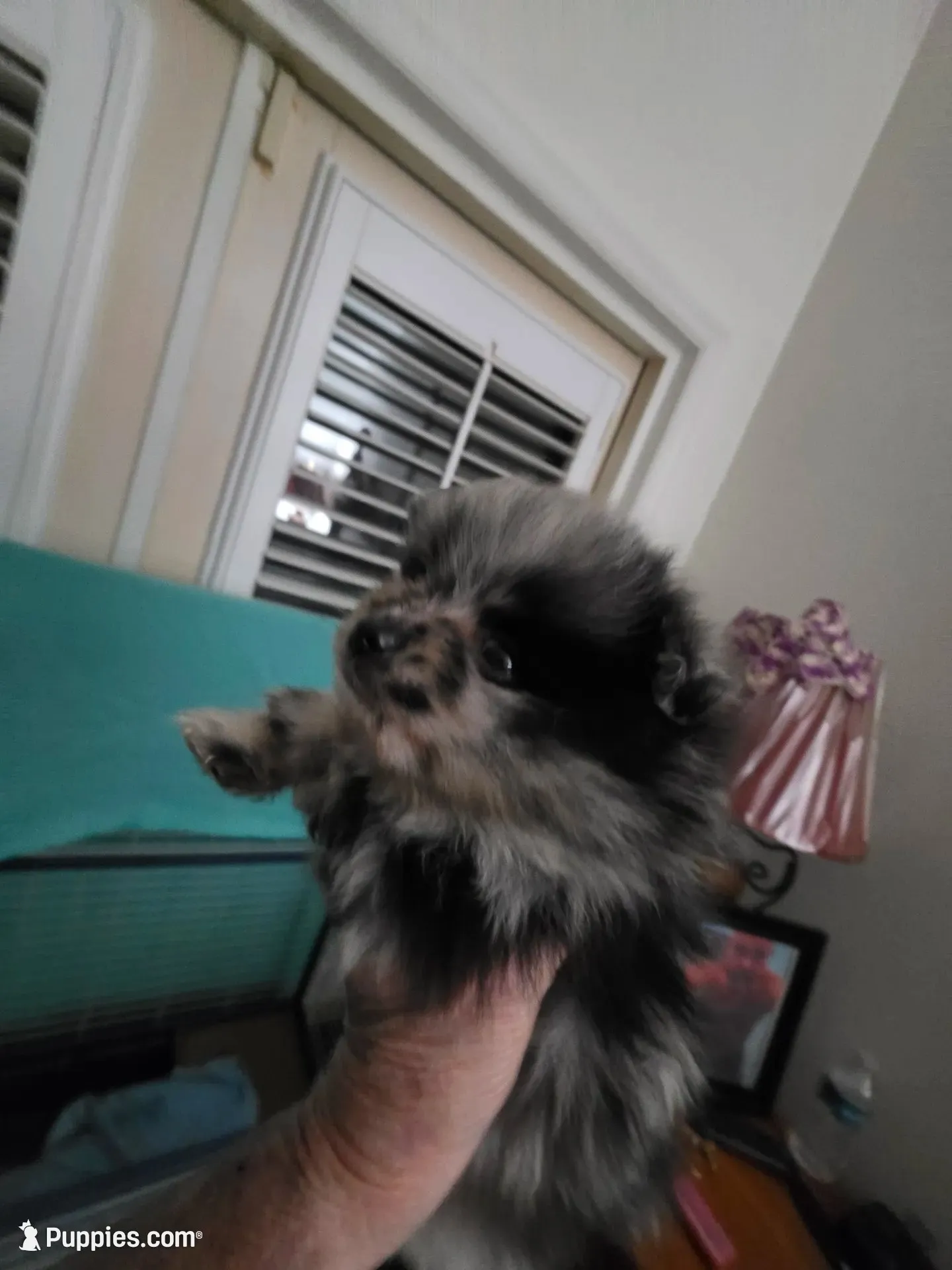 AKC MERLE , a male Pomeranian for sale in Cross City, FL – 1 of 4