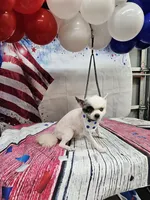 Scooter , a male Pomeranian for sale in Florida, FL – 6 of 8