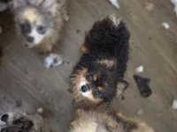 Paris, a female Pomeranian for sale in Cross City, FL – 5 of 5