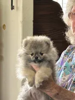AKC Baby Lee, a male Pomeranian for sale in Florida, FL – 5 of 10