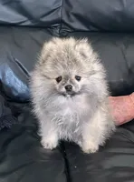AKC Baby Lee, a male Pomeranian for sale in Florida, FL – 1 of 10