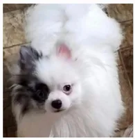 CKC Scooter , a male Pomeranian for sale in Florida, FL – 7 of 10