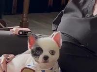 CKC Scooter , a male Pomeranian for sale in Florida, FL – 10 of 10