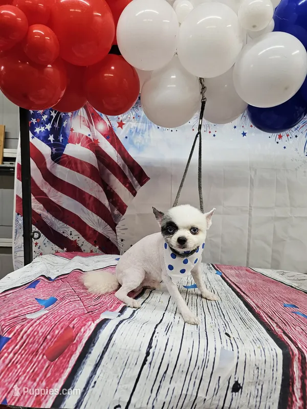 Scooter  – Pomeranian puppy for sale in Florida, FL