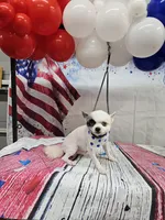 Scooter , a male Pomeranian for sale in Florida, FL – 1 of 8
