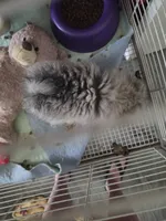 Baby Lee, a male Pomeranian for sale in Florida, FL – 4 of 4