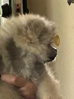 AKC Baby Lee, a male Pomeranian for sale in Florida, FL – 6 of 10