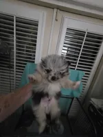 AKC MERLE 2, a male Pomeranian for sale in Cross City, FL – 2 of 4