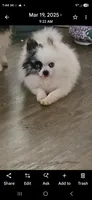 Scooter , a male Pomeranian for sale in Florida, FL – 7 of 8