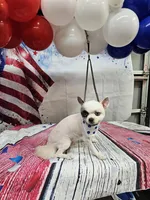 Scooter , a male Pomeranian for sale in Florida, FL – 5 of 8