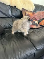 AKC Baby Lee, a male Pomeranian for sale in Florida, FL – 8 of 10